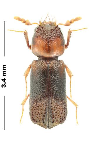 Réf. 300 961 : Scobicia chevrieri